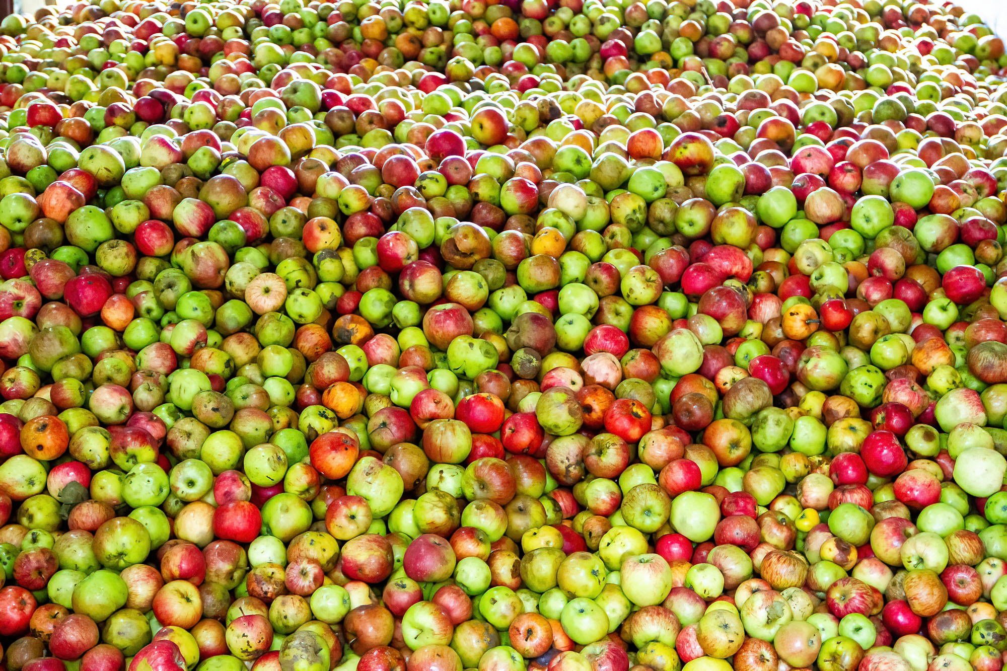 Land of apples Asturias