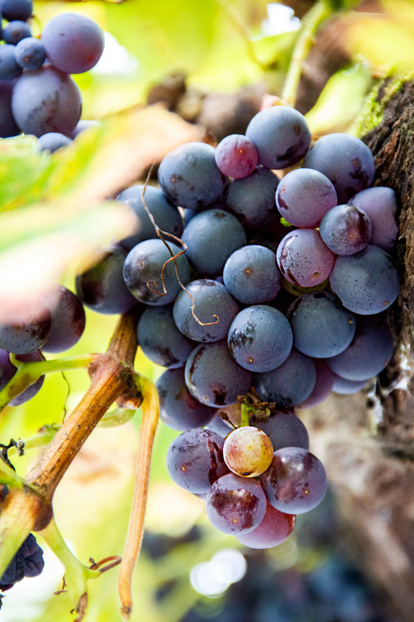 Grapes of Spain Stock Photo Asturias