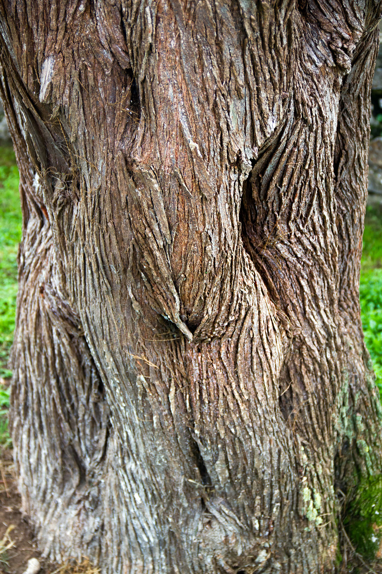 Trees in Asturias