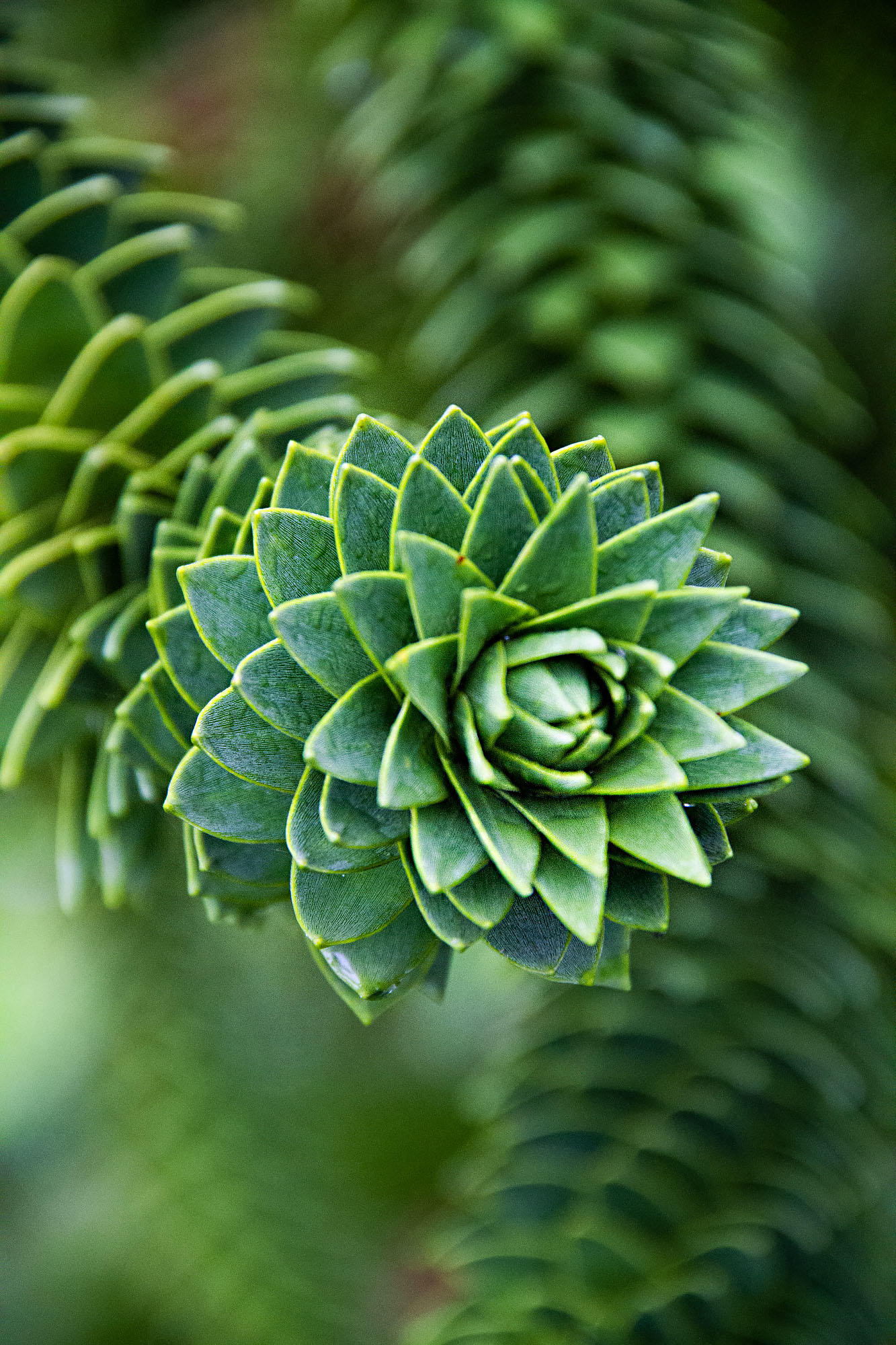 Math Pattern in Plants