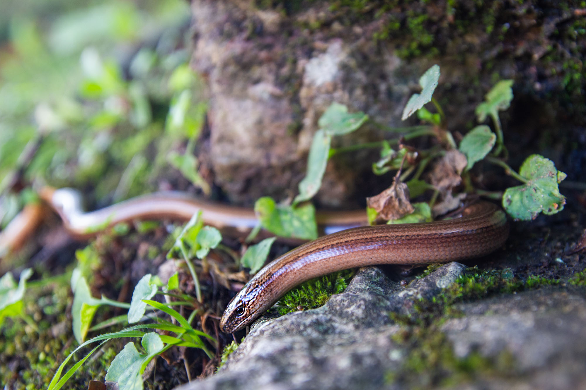 Covadonga snake