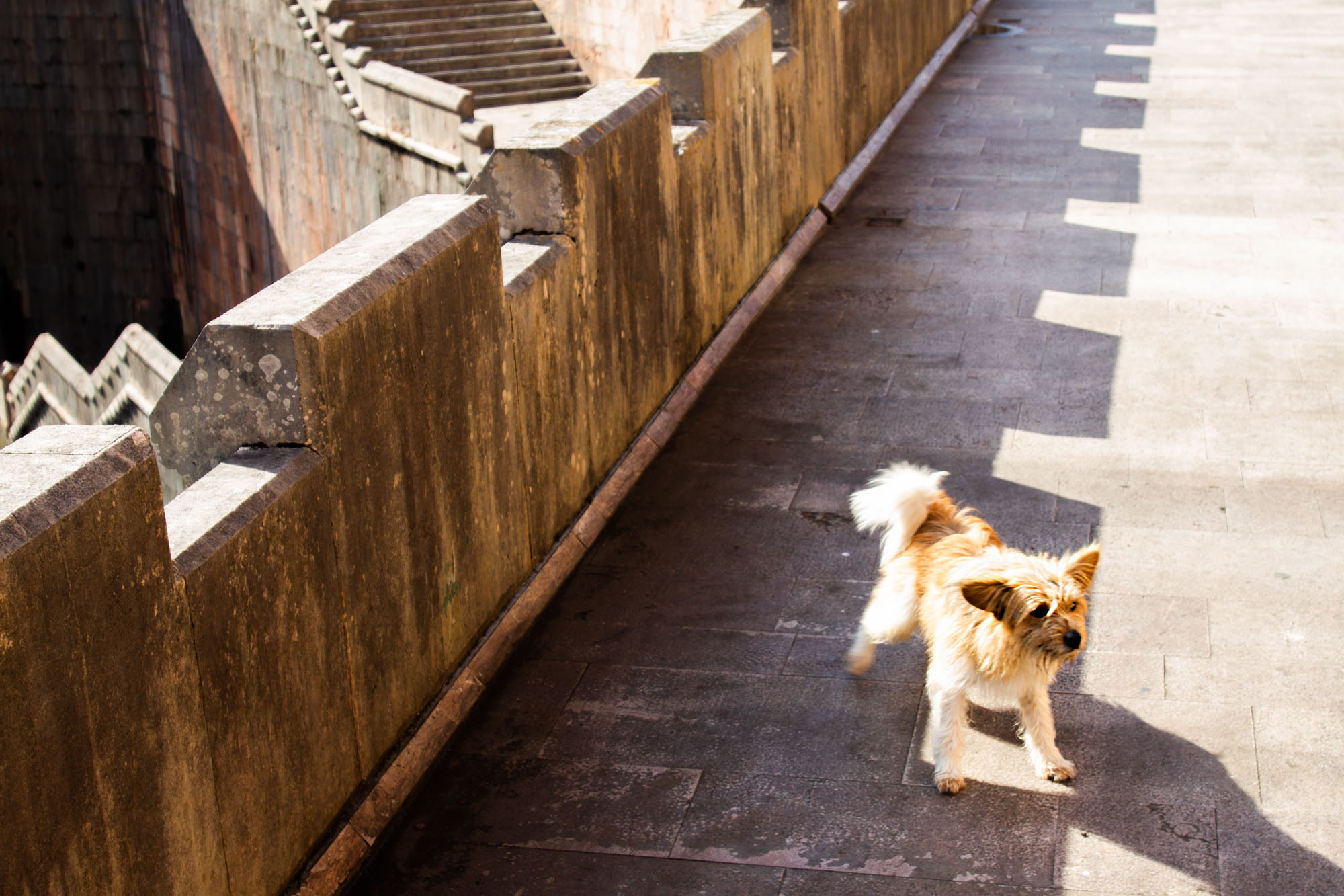 Covadonga Dogs allowed?