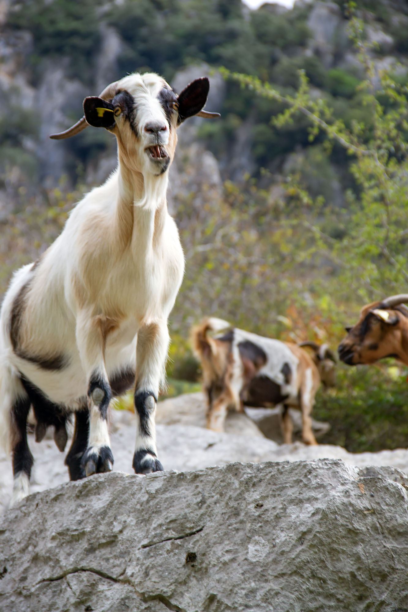 Wild animas Asturias