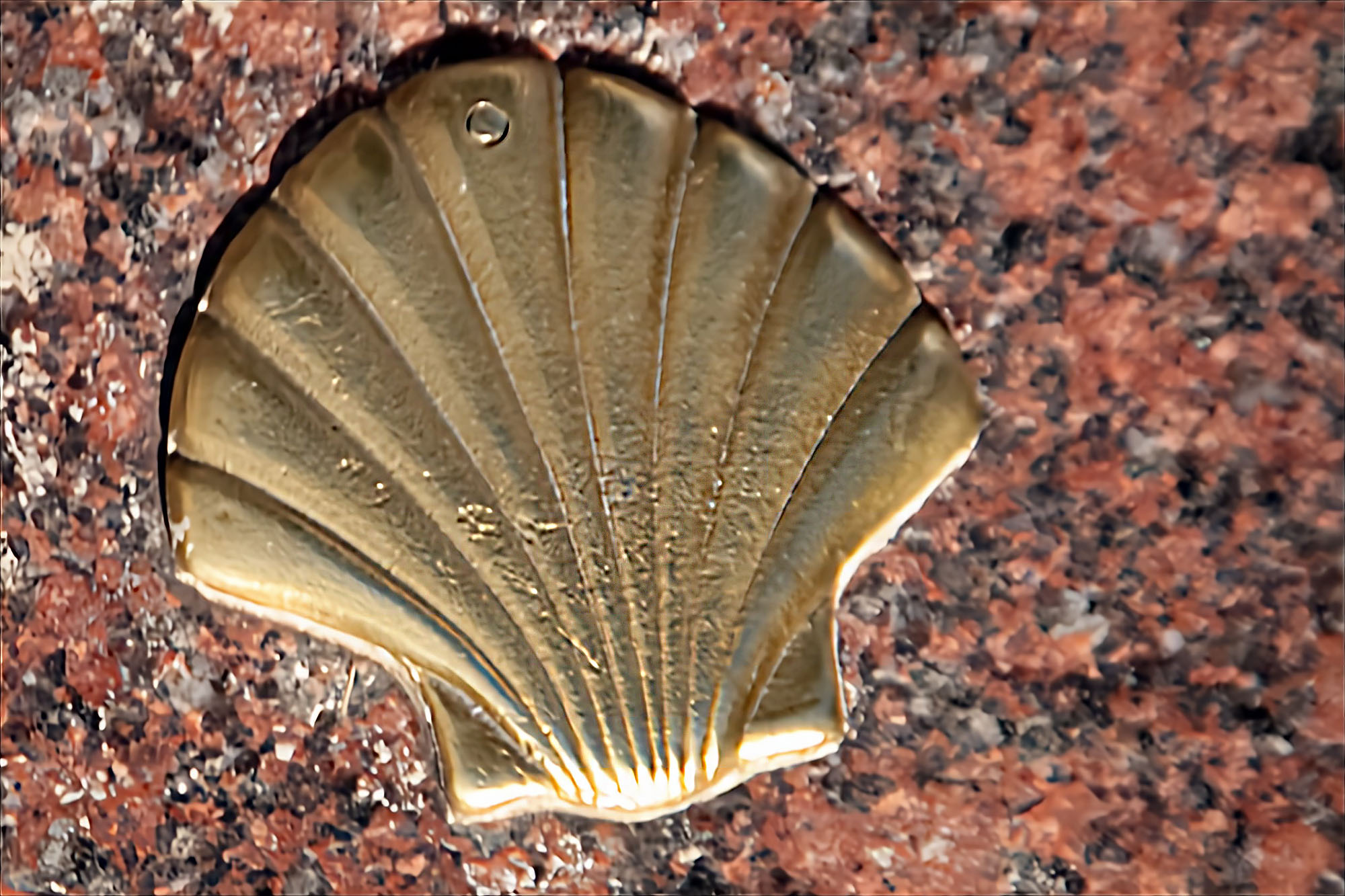 Scallop Shell Camino de Santiago